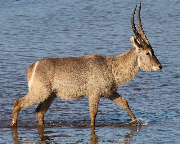 Waterbuck walking in water